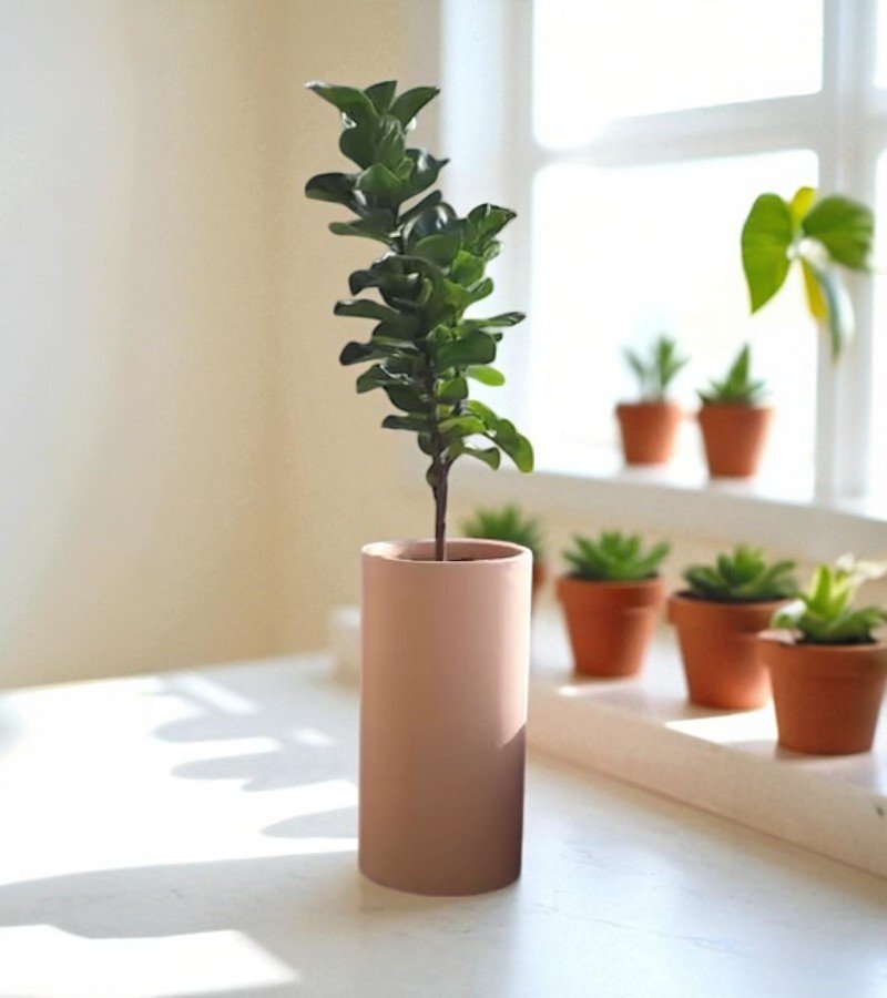 Bougainvillea Glabra Plant