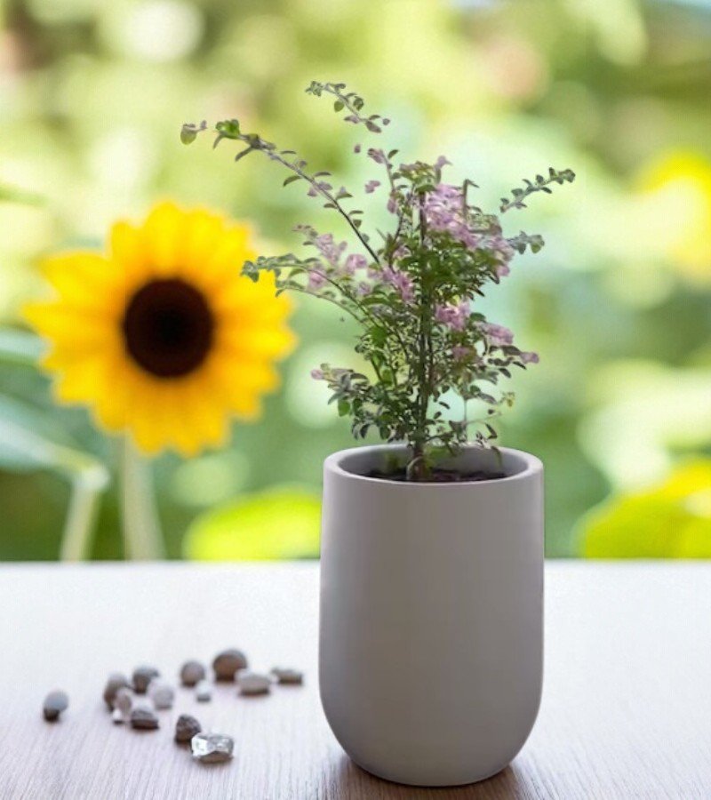 Bougainvillea Glabra Plant image 2