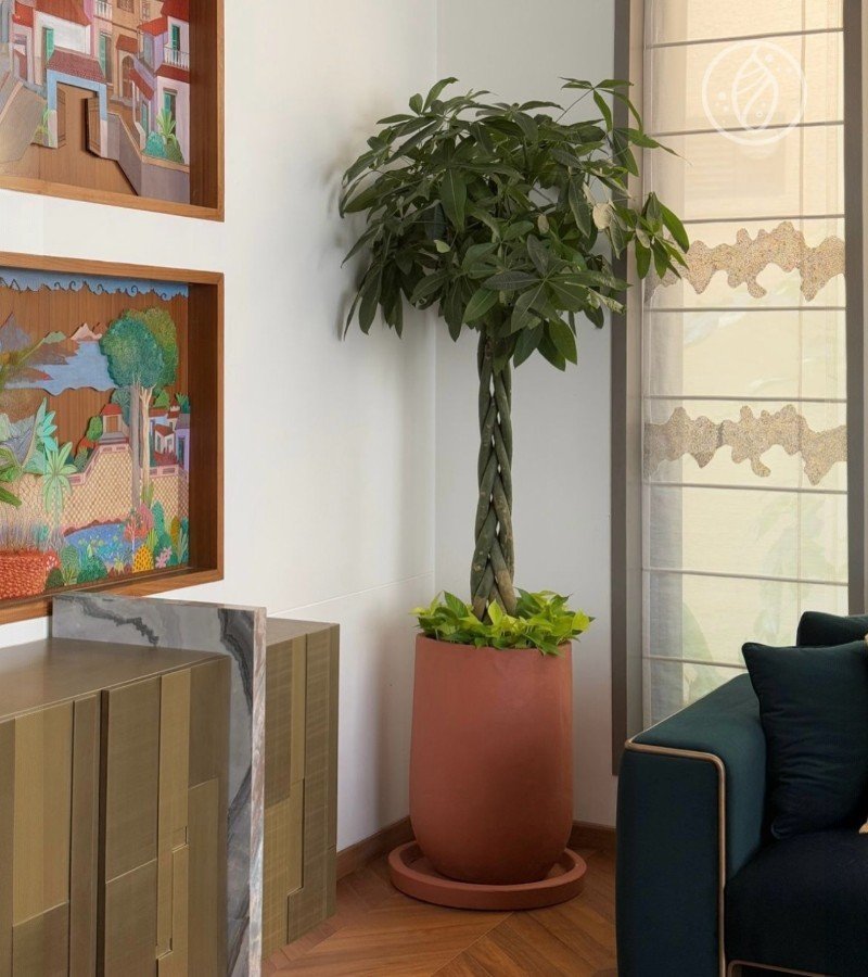 Pachira Aquatica Plant